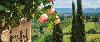 Kamelienblüte in der Toskana - Italien / Toskana